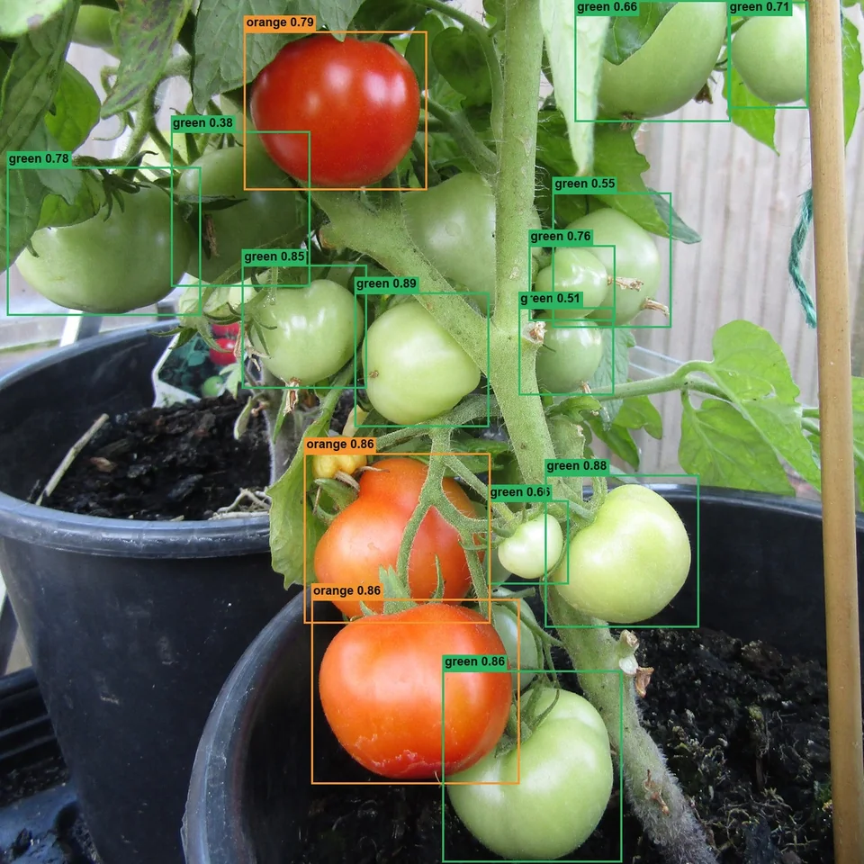 TomatoVision ripe and unripe tomato detection